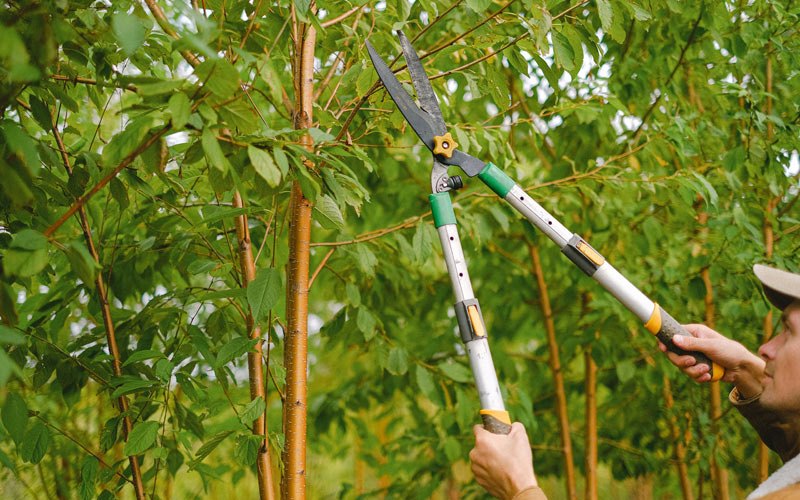 Tree trimming in Rhinelander, WI