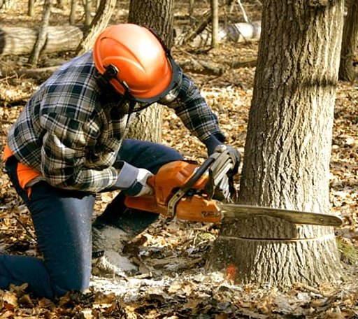 Tree Removal in Rhinelander, WI